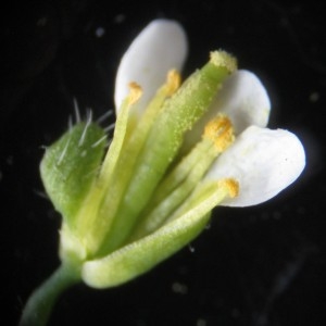 Photographie n°2153748 du taxon Arabidopsis thaliana (L.) Heynh.