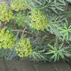 Photographie n°2153760 du taxon Euphorbia characias L.