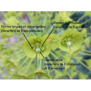 Euphorbia ×martini Rouy (Euphorbe de Martin)