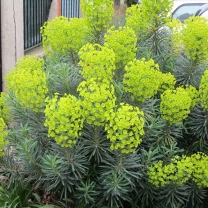 Photographie n°2153771 du taxon Euphorbia x martini Rouy