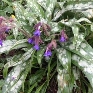 Photographie n°2153871 du taxon Pulmonaria L. [1753]