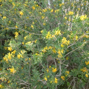 Photographie n°2153893 du taxon Medicago arborea L. [1753]