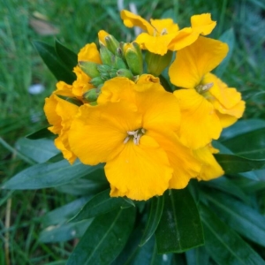 Photographie n°2153940 du taxon Erysimum cheiri (L.) Crantz [1769]