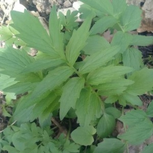 Photographie n°2153952 du taxon Valeriana officinalis L. [1753]