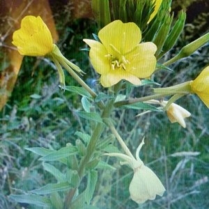 Photographie n°2153962 du taxon Oenothera biennis L. [1753]