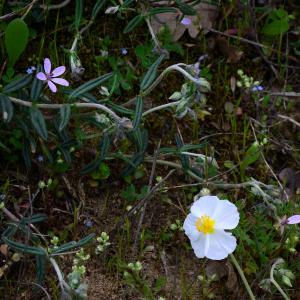 Photographie n°2153974 du taxon Helianthemum apenninum (L.) Mill. [1768]