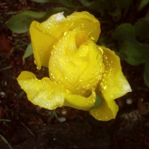 Photographie n°2153993 du taxon Tulipa gesneriana L. [1753]
