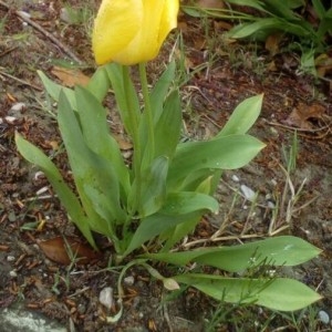 Photographie n°2153994 du taxon Tulipa gesneriana L. [1753]