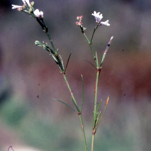Photographie n°2154001 du taxon Asperula cynanchica L. [1753]