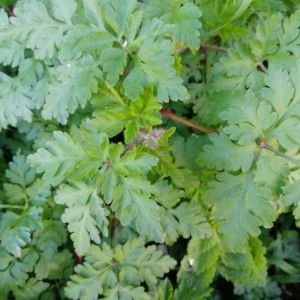 Photographie n°2154006 du taxon Geranium robertianum L. [1753]