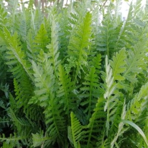 Photographie n°2154015 du taxon Achillea filipendulina Lam. [1783]