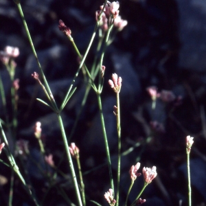 Photographie n°2154018 du taxon Asperula cynanchica f. rupicola (Jord.) B.Bock