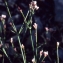 Liliane Roubaudi - Asperula cynanchica f. rupicola (Jord.) B.Bock
