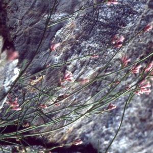 Asperula cynanchica subsp. cynanchica f. rupicola (Jord.) B.Bock (Aspérule des rochers)