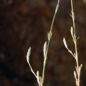 Photographie n°2154023 du taxon Crucianella angustifolia L. [1753]