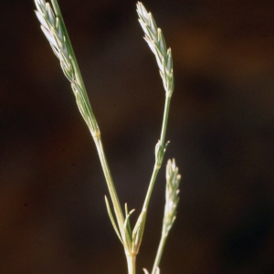 Photographie n°2154025 du taxon Crucianella angustifolia L. [1753]
