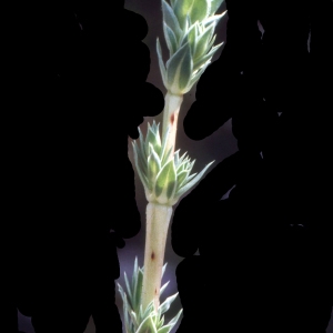 Photographie n°2154046 du taxon Crucianella maritima L. [1753]