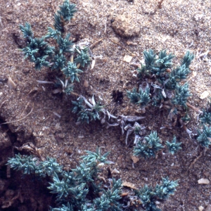 Photographie n°2154047 du taxon Crucianella maritima L. [1753]