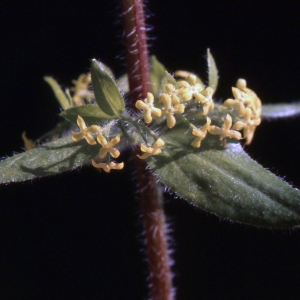 Photographie n°2154058 du taxon Cruciata laevipes Opiz [1852]