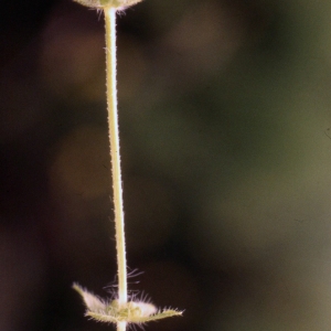 Photographie n°2154061 du taxon Cruciata pedemontana (Bellardi) Ehrend. [1958]