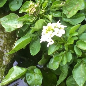 Photographie n°2154092 du taxon Nasturtium officinale R.Br. [1812]