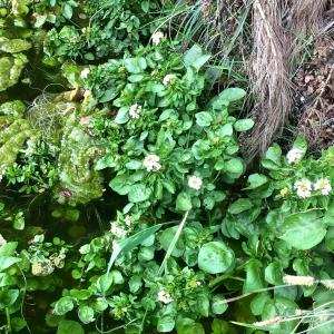 Photographie n°2154095 du taxon Nasturtium officinale R.Br. [1812]