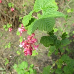 Photographie n°2154126 du taxon Ribes sanguineum Pursh