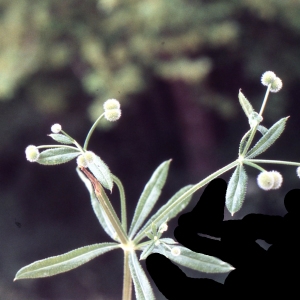 Photographie n°2154144 du taxon Galium aparine L. [1753]