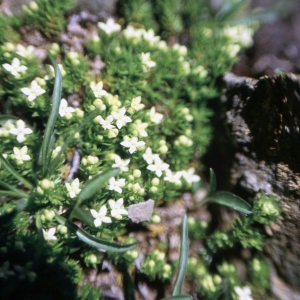 Photographie n°2154146 du taxon Galium cespitosum Lam. [1792]