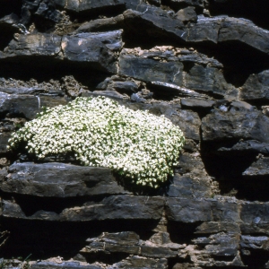 Photographie n°2154147 du taxon Galium cespitosum Lam. [1792]