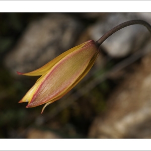 Photographie n°2154162 du taxon Tulipa sylvestris subsp. australis (Link) Pamp.