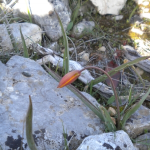 Photographie n°2154164 du taxon Tulipa sylvestris subsp. australis (Link) Pamp.