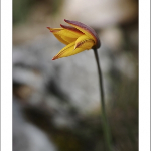 Photographie n°2154165 du taxon Tulipa sylvestris subsp. australis (Link) Pamp.