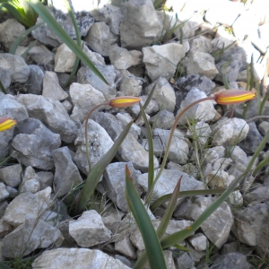 Photographie n°2154166 du taxon Tulipa sylvestris subsp. australis (Link) Pamp.