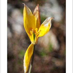 Photographie n°2154168 du taxon Tulipa sylvestris subsp. australis (Link) Pamp.