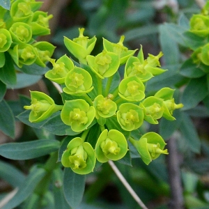 Photographie n°2154183 du taxon Euphorbia seguieriana Neck. [1770]