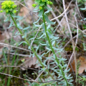 Photographie n°2154184 du taxon Euphorbia seguieriana Neck. [1770]