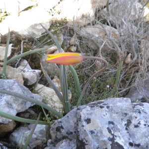 Photographie n°2154188 du taxon Tulipa sylvestris subsp. australis (Link) Pamp.