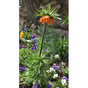 Fritillaria imperialis L. (Couronne impériale)