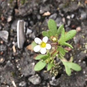 Photographie n°2154214 du taxon Saxifraga tridactylites L. [1753]