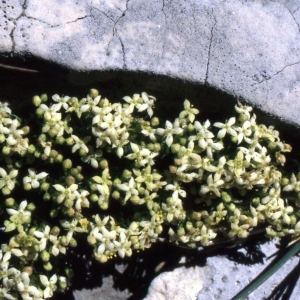  - Galium pumilum Murray [1770]