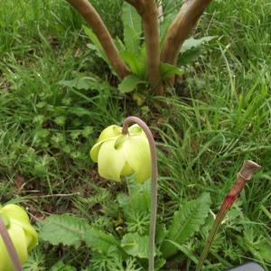  - Sarracenia L. [1753]