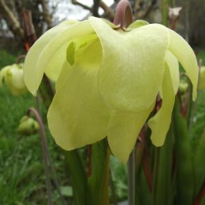  - Sarracenia L. [1753]