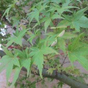 Photographie n°2154242 du taxon Acer palmatum Thunb.
