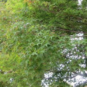 Photographie n°2154243 du taxon Acer palmatum Thunb.