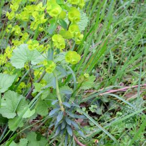 Photographie n°2154272 du taxon Euphorbia amygdaloides L. [1753]