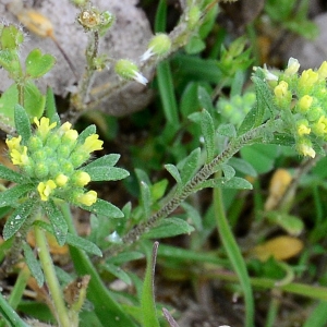 Photographie n°2154275 du taxon Alyssum simplex Rudolphi [1799]
