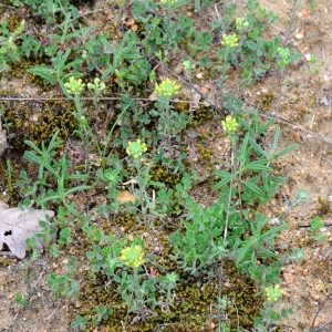 Photographie n°2154277 du taxon Alyssum simplex Rudolphi [1799]