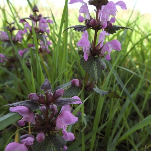 Photographie n°2154294 du taxon Lamium maculatum (L.) L. [1763]