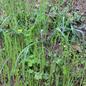 Photographie n°2154297 du taxon Muscari comosum (L.) Mill. [1768]